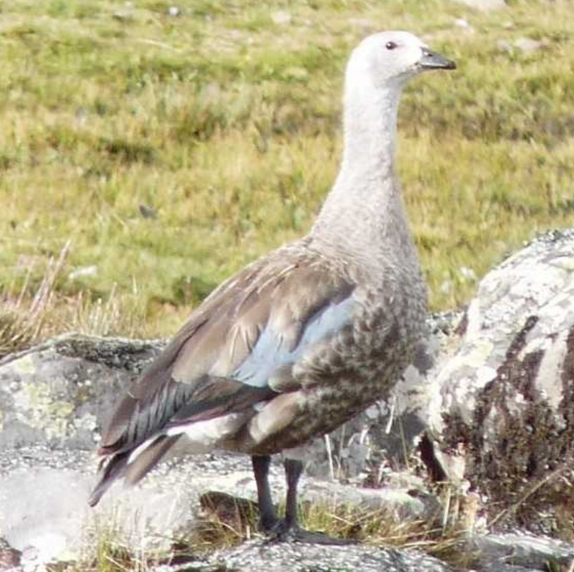 Blue-winged Goose - ML490252481