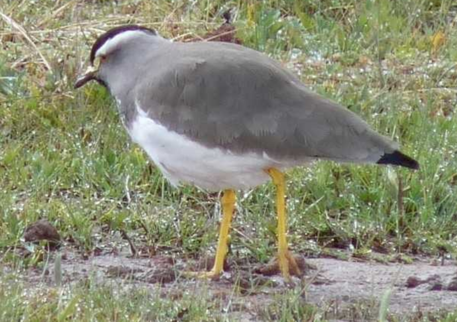 Spot-breasted Lapwing - ML490252571