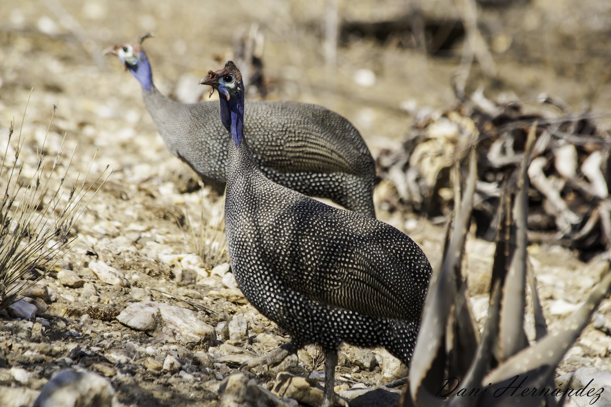 Helmeted Guineafowl - ML490253651