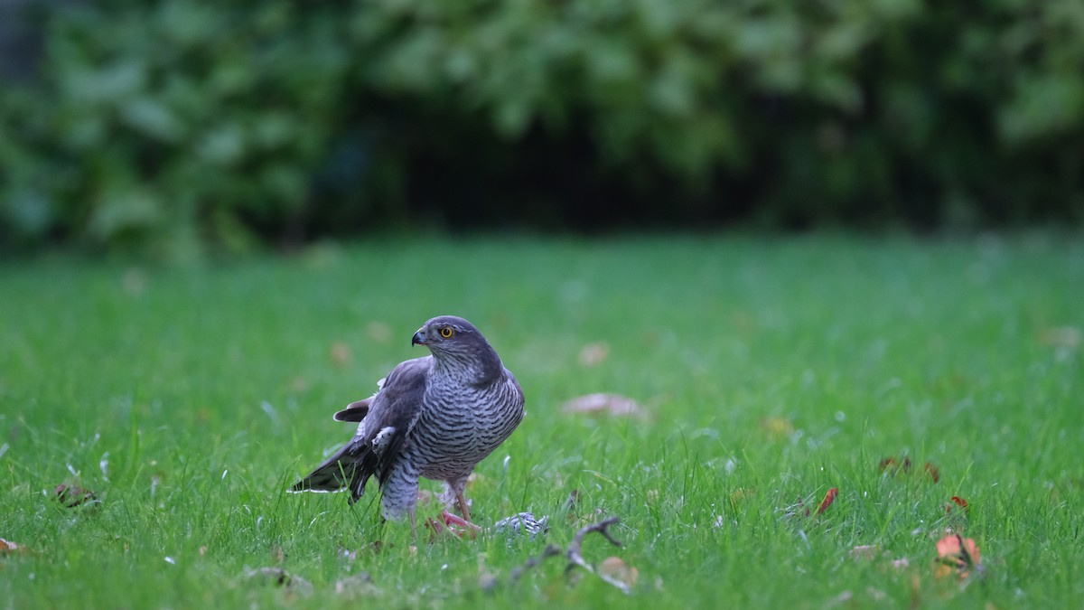 Eurasian Sparrowhawk - ML490253741