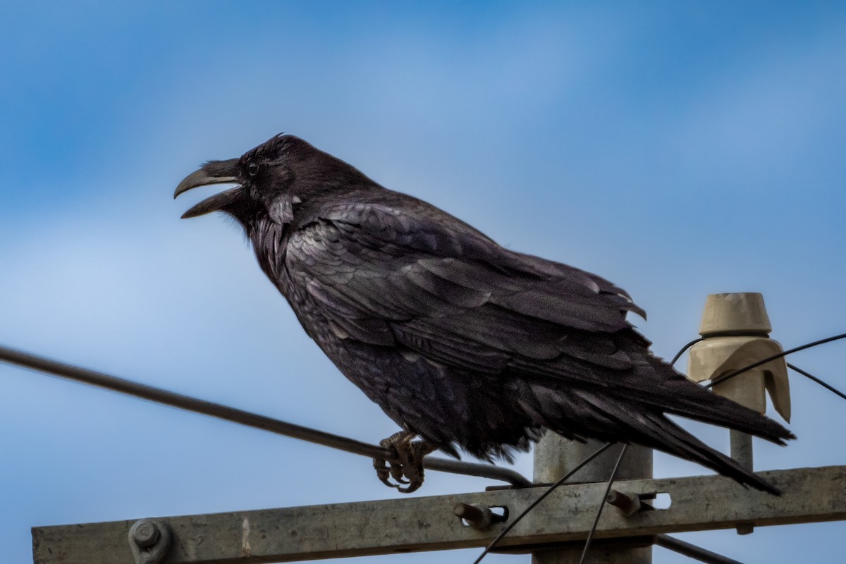 Common Raven - Vivek Saggar