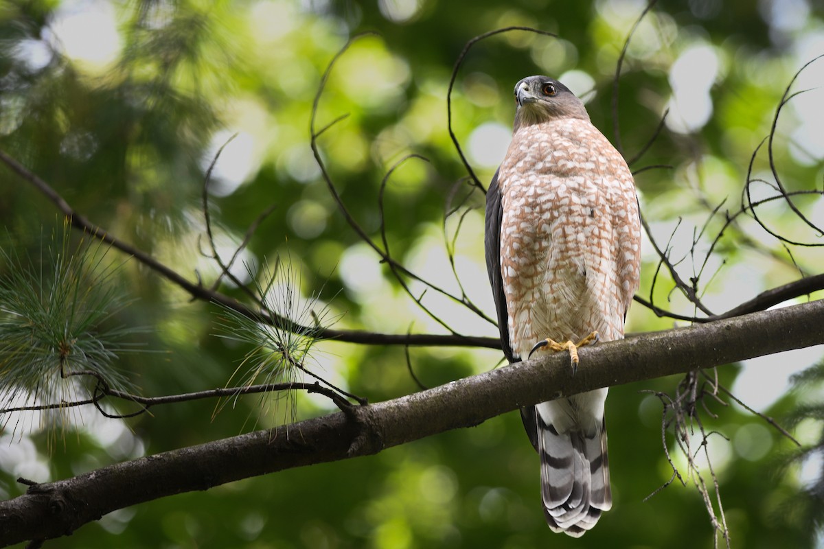 Cooper's Hawk - ML490254771