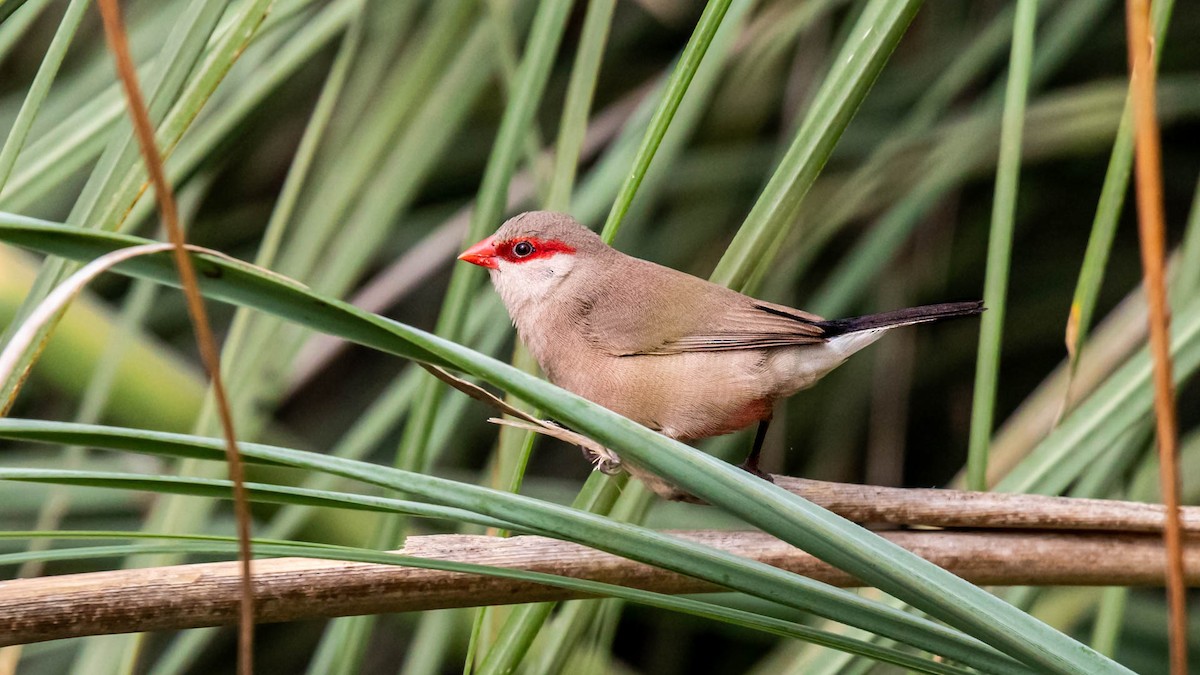 Black-rumped Waxbill - ML490254791