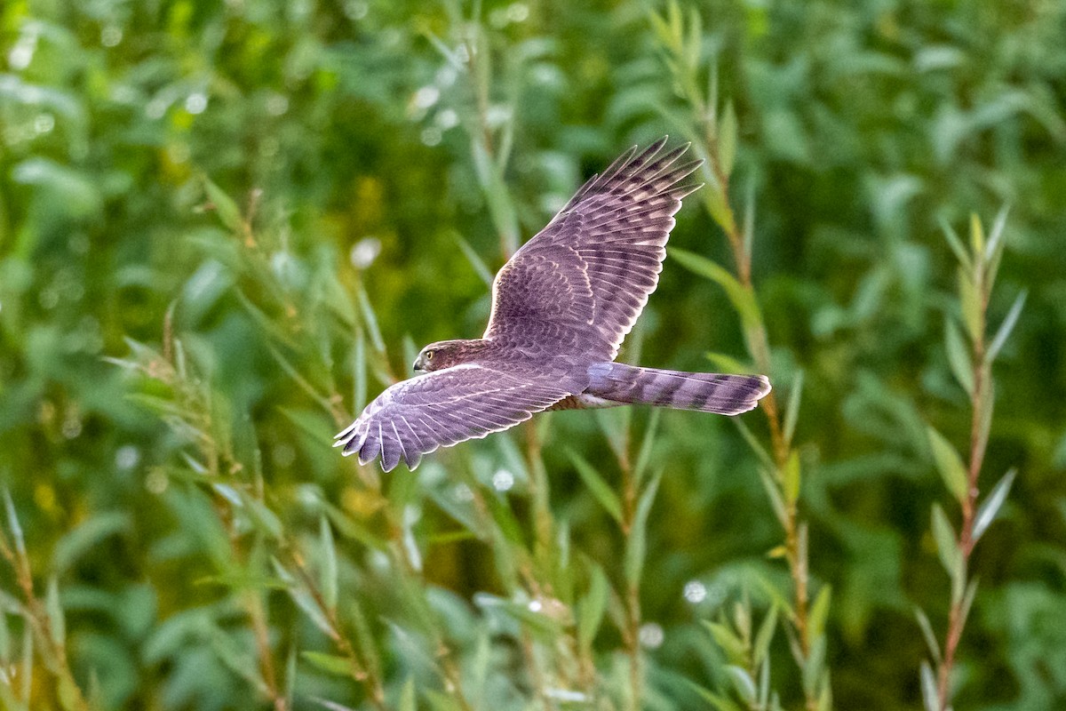 Eurasian Sparrowhawk - ML490254921