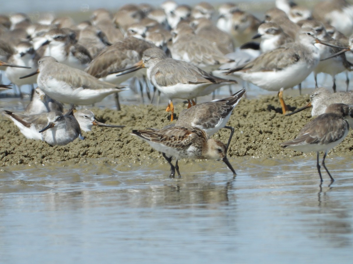 Dunlin - ML490257361