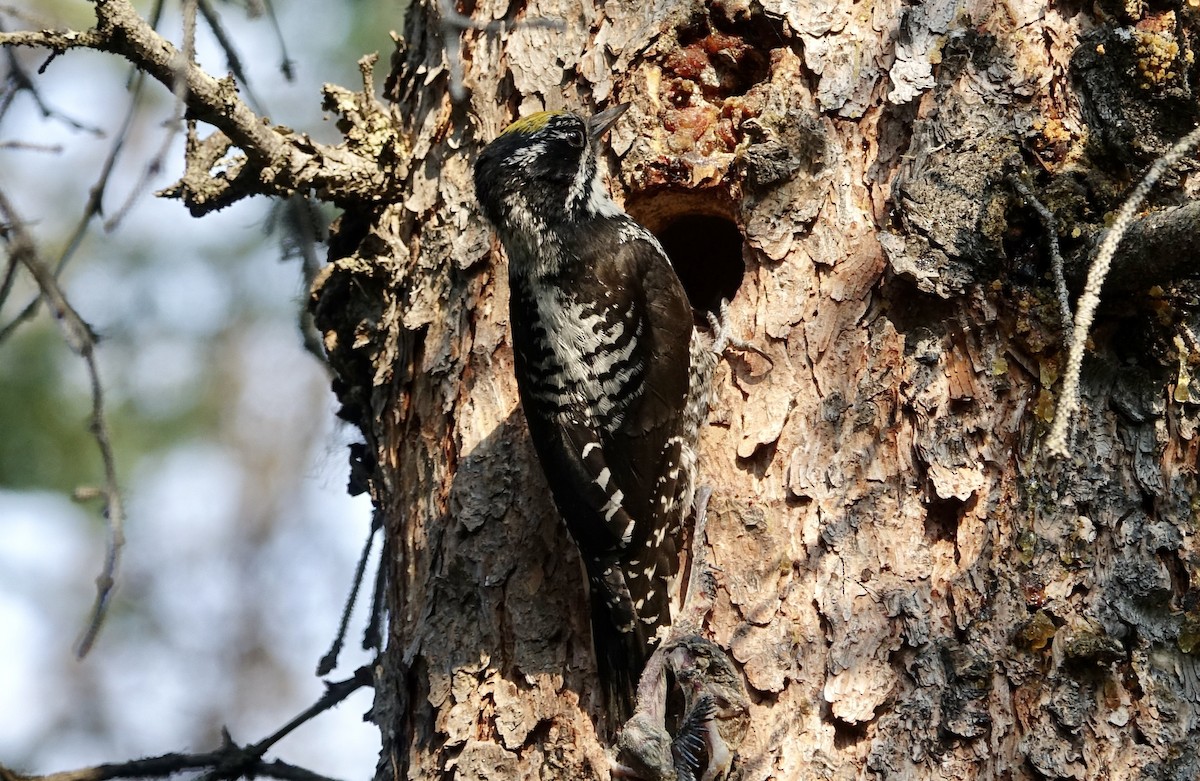 American Three-toed Woodpecker - ML490257391