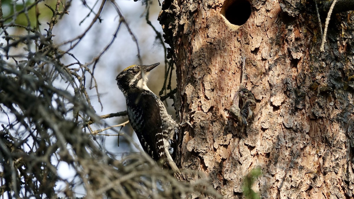 American Three-toed Woodpecker - ML490257451