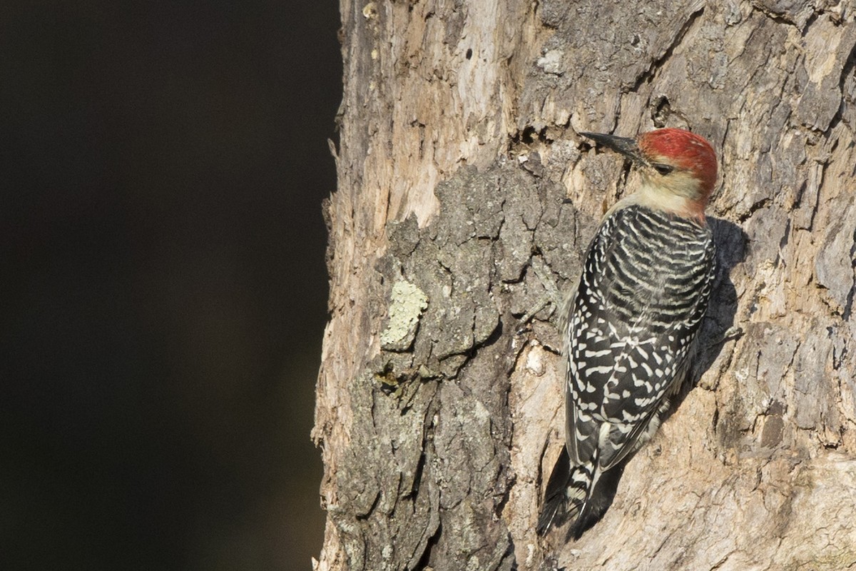 Red-bellied Woodpecker - ML490257881