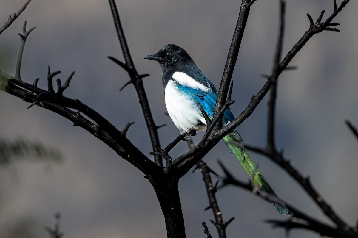 Eurasian Magpie - Vivek Saggar