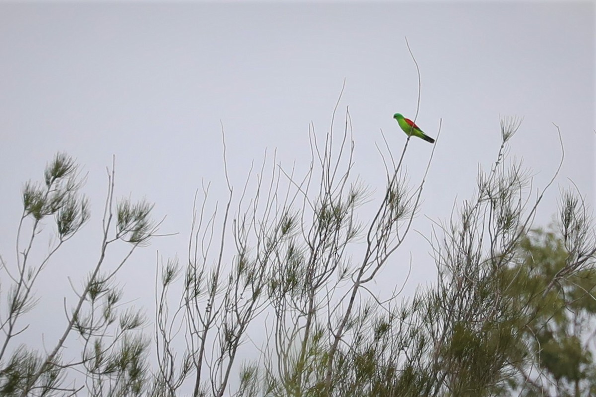 Red-winged Parrot - ML490258431