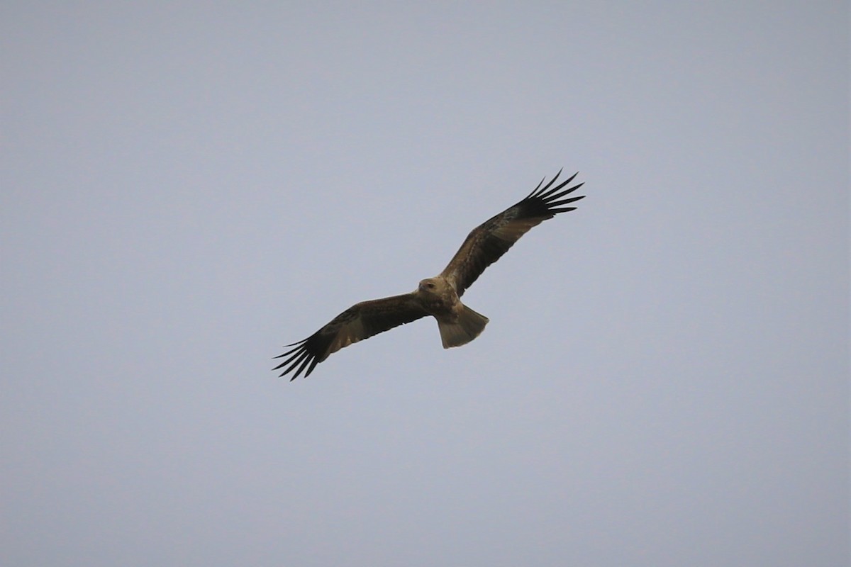 Brahminy Kite - Steven Edwards