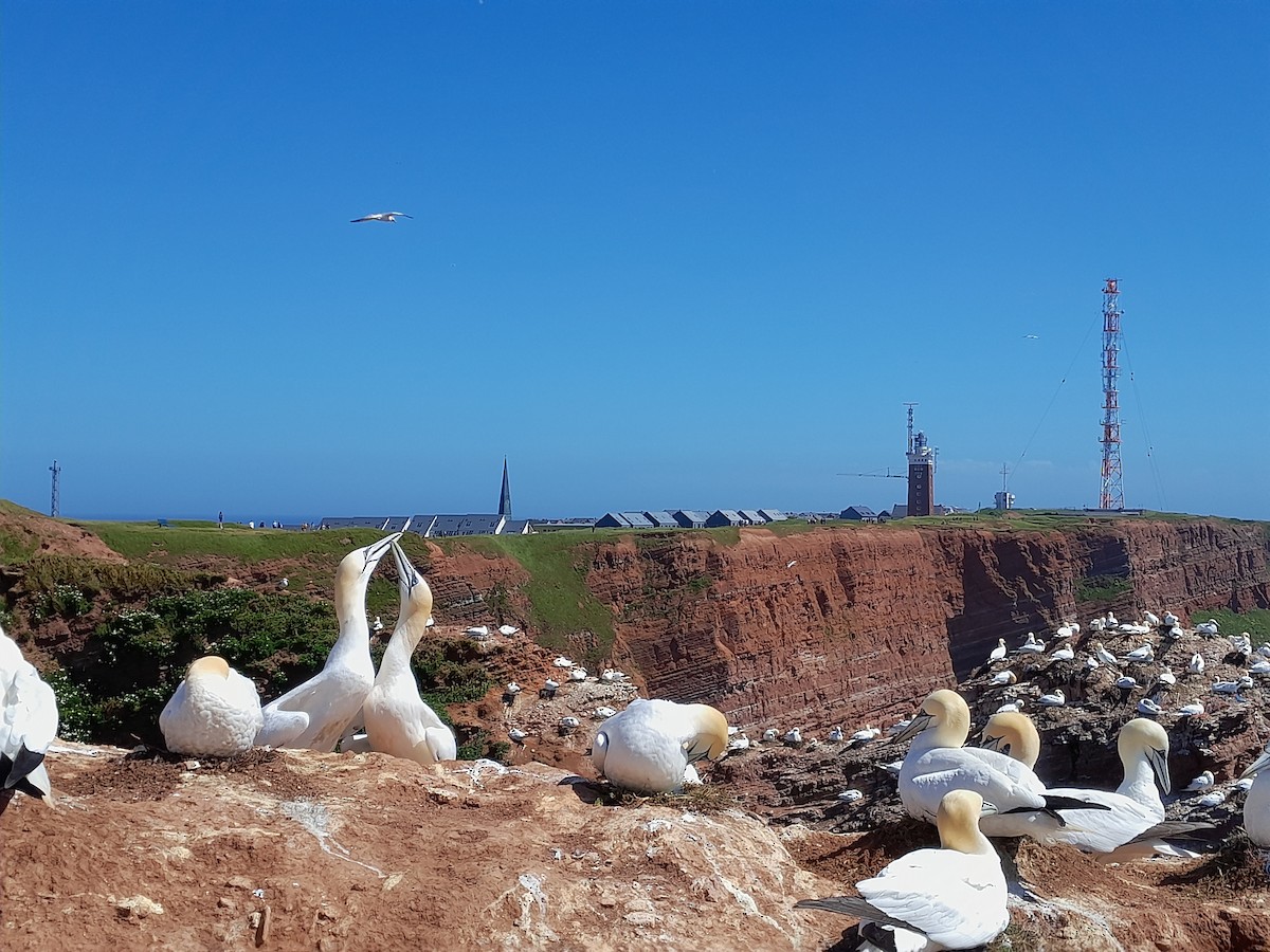 Northern Gannet - ML490258891