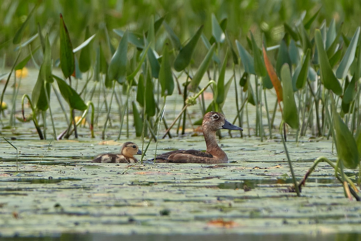 Ring-necked Duck - Elodie Roze