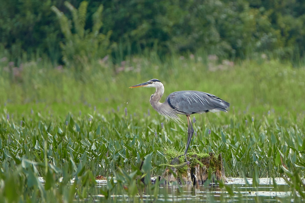 Great Blue Heron - Elodie Roze