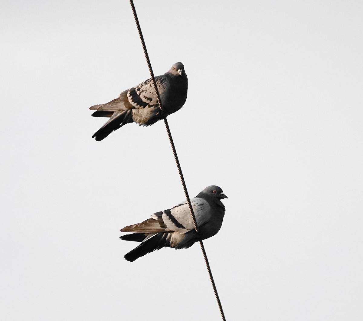 holub skalní (domácí) - ML490259801