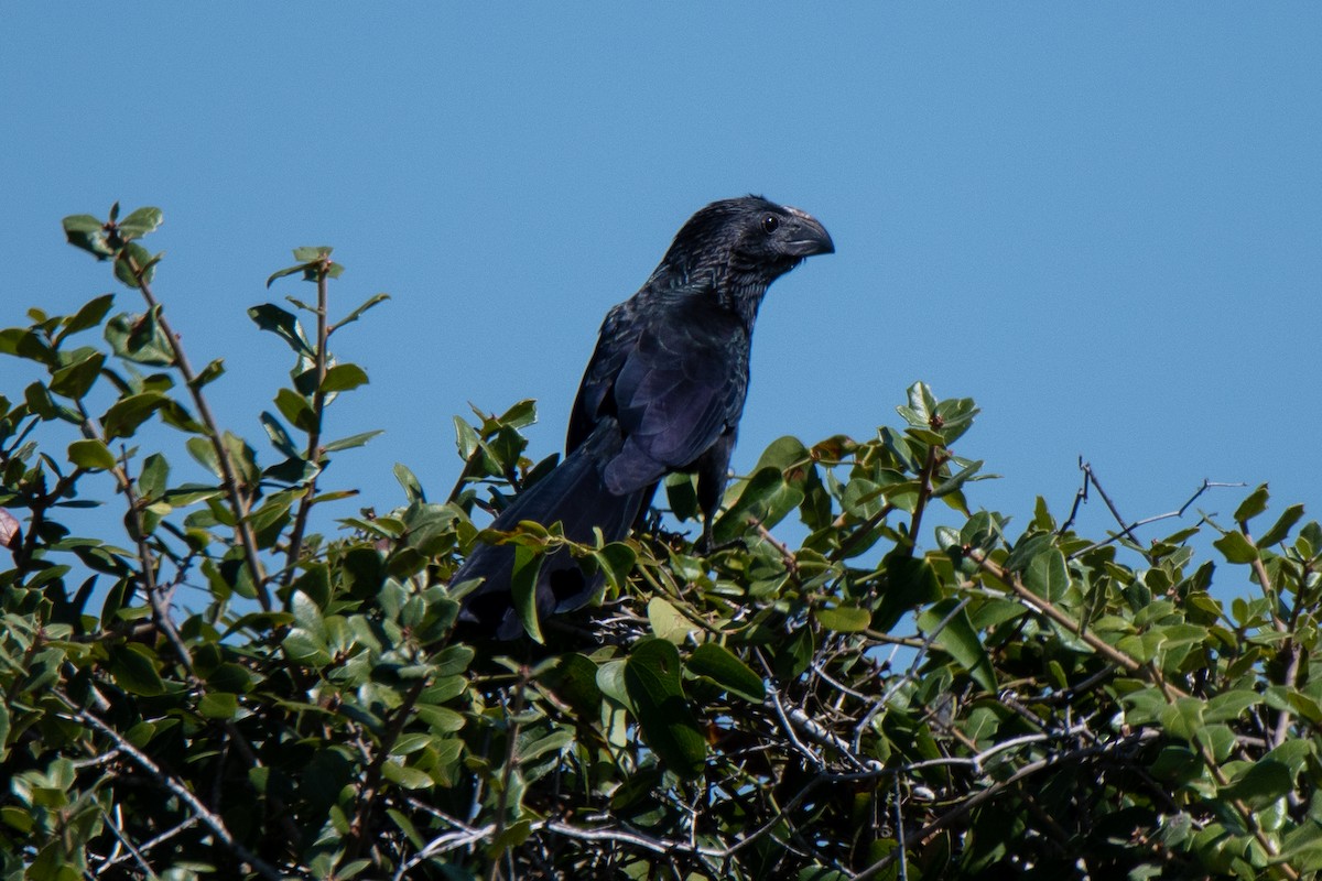 Groove-billed Ani - ML490260271