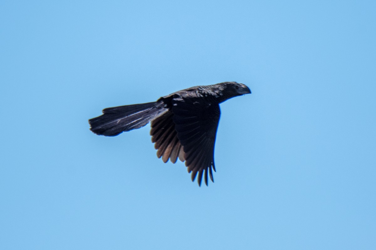 Groove-billed Ani - ML490260281