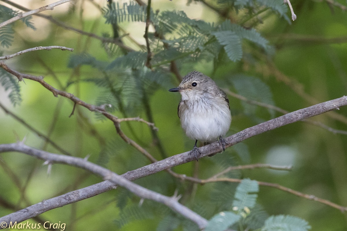 Spotted Flycatcher (Spotted) - Markus Craig