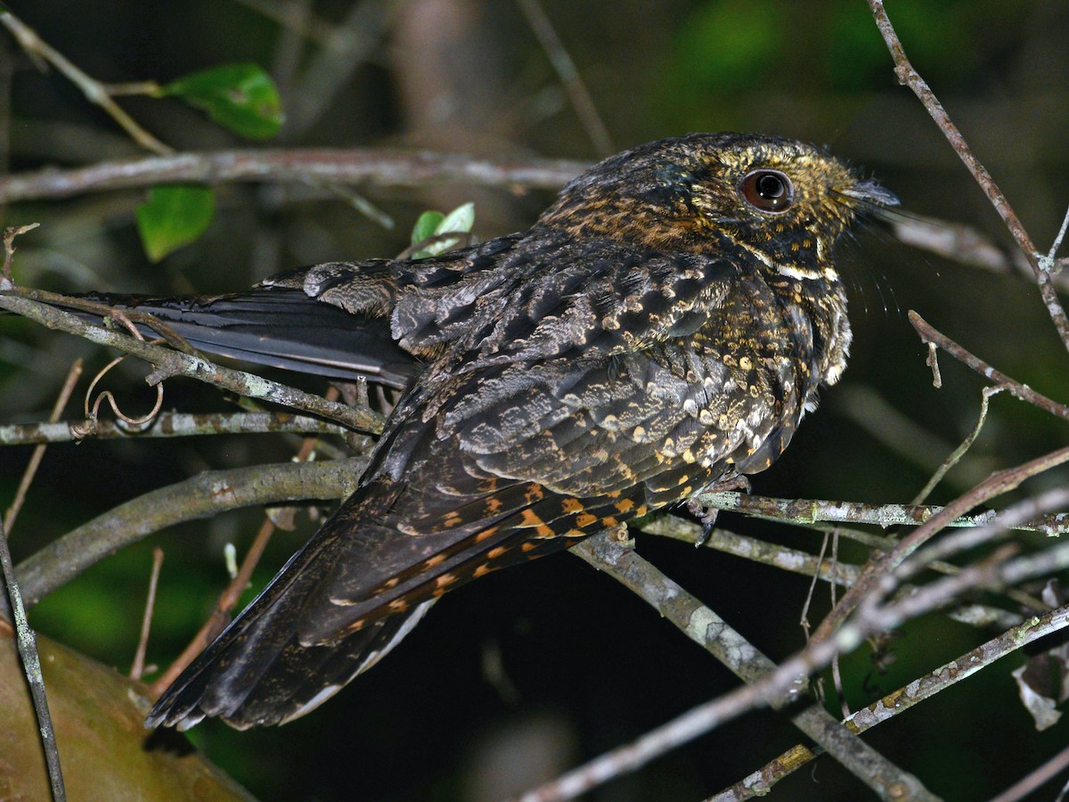 ガーネット ヌーマナイト フクロウ Tawny-collared Nightjar - Antrostomus salvini - Birds of the World