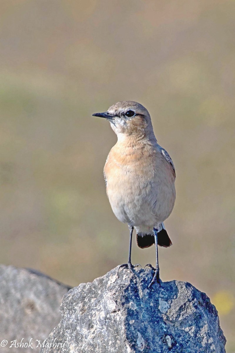 Isabelline Wheatear - ML490261431