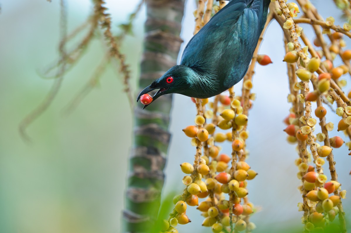 Asian Glossy Starling - ML490262731