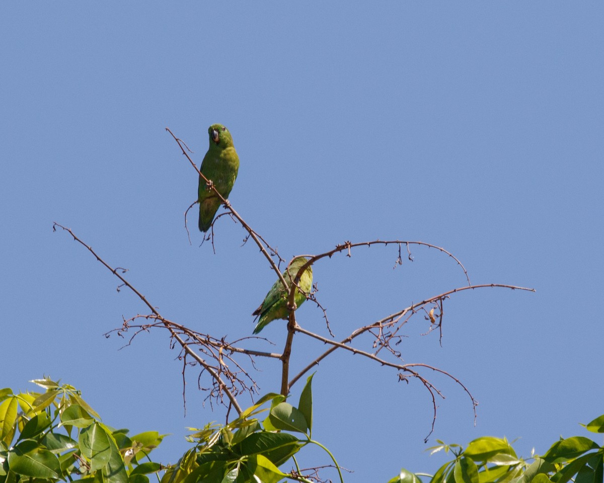 Dusky-billed Parrotlet (Dusky-billed) - ML490262821