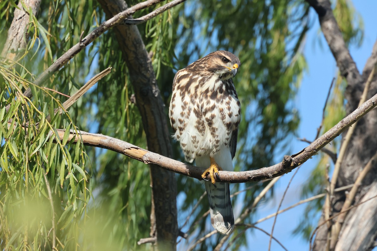 Graubussard - ML490263581