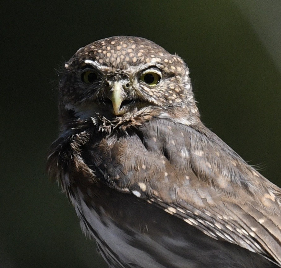 Northern Pygmy-Owl - Sevilla Rhoads