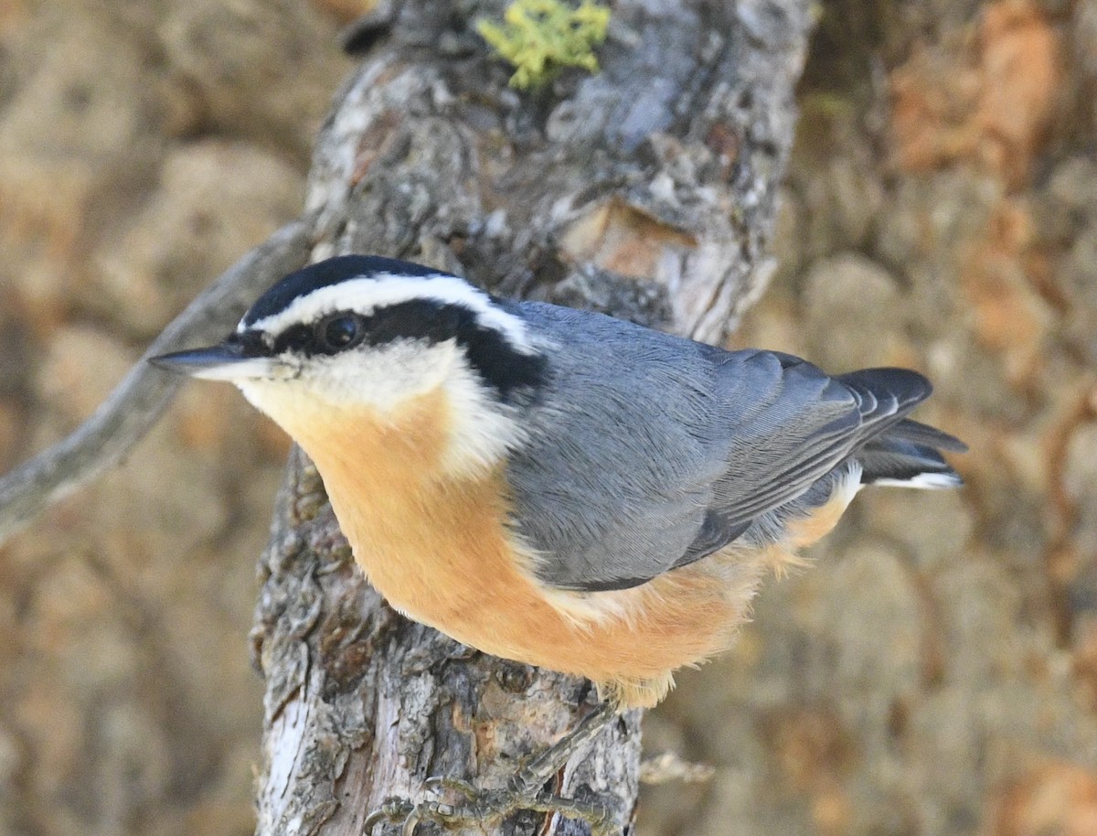 Red-breasted Nuthatch - ML490263911