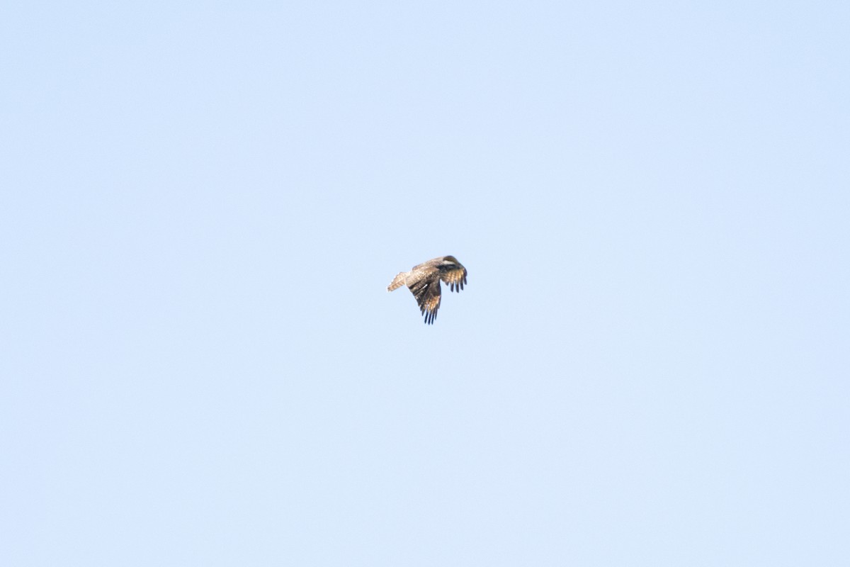 Red-shouldered Hawk - ML490264311