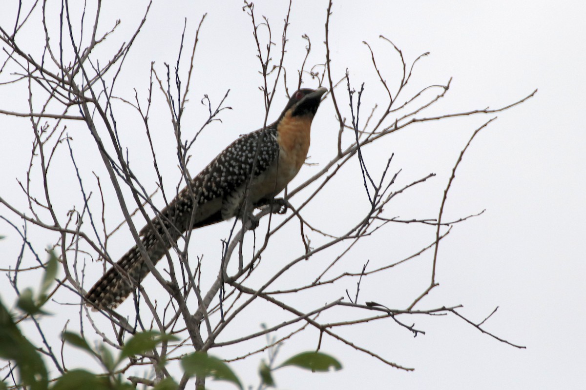 Коель східний (підвид cyanocephalus/subcyanocephalus) - ML490268171