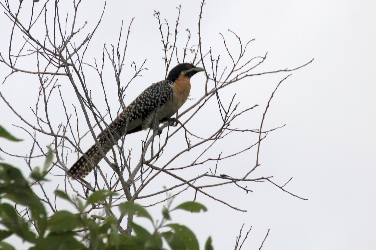 Pacific Koel (Australian) - ML490268181