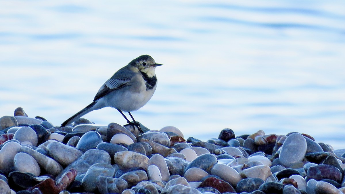 White Wagtail - ML490268721