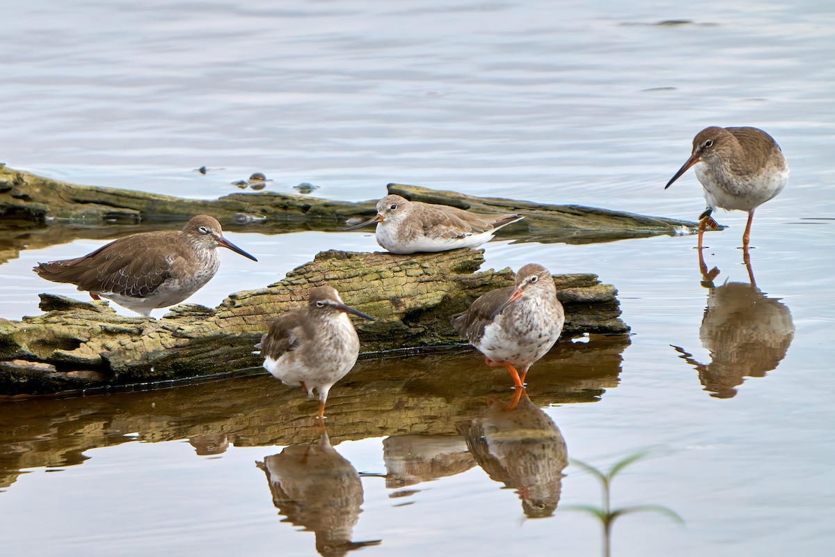 Terek Sandpiper - ML490268811