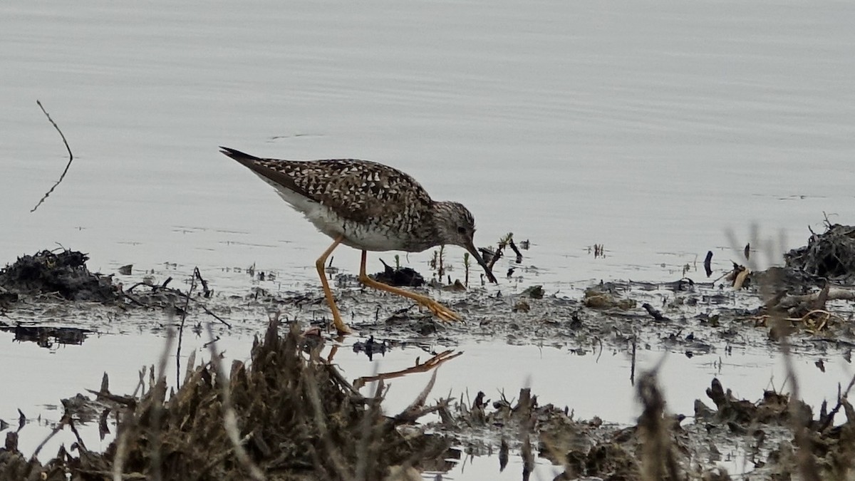 Lesser Yellowlegs - ML490269281