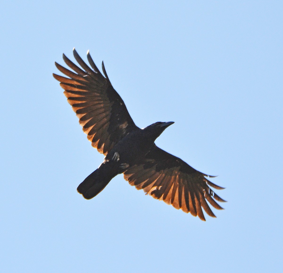 Cuban Crow - ML49026941