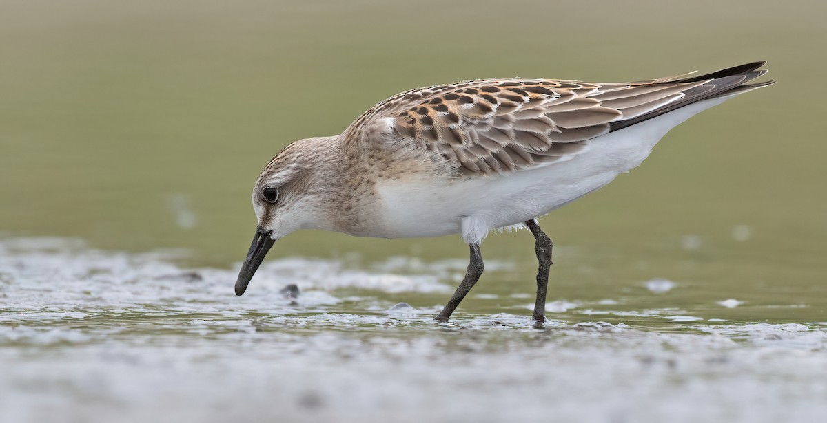 Red-necked Stint - Dave Bakewell