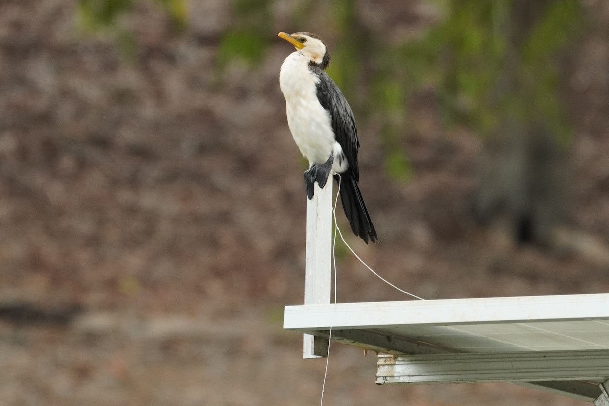 Little Pied Cormorant - Samantha Duffy