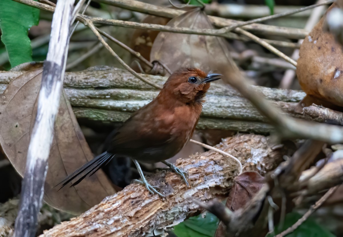 Chestnut-throated Spinetail - ML490270301