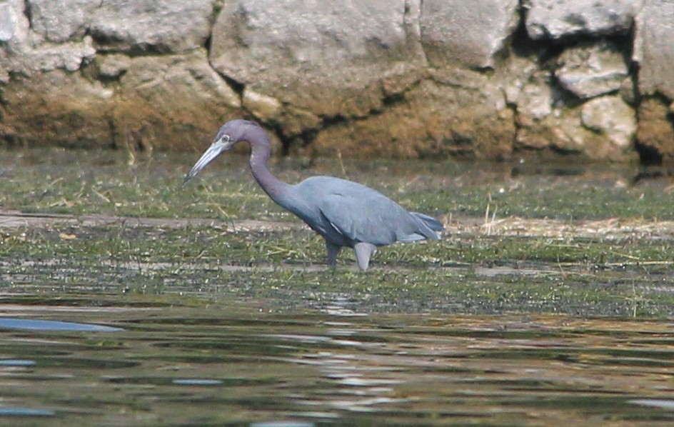 Little Blue Heron - ML49027041