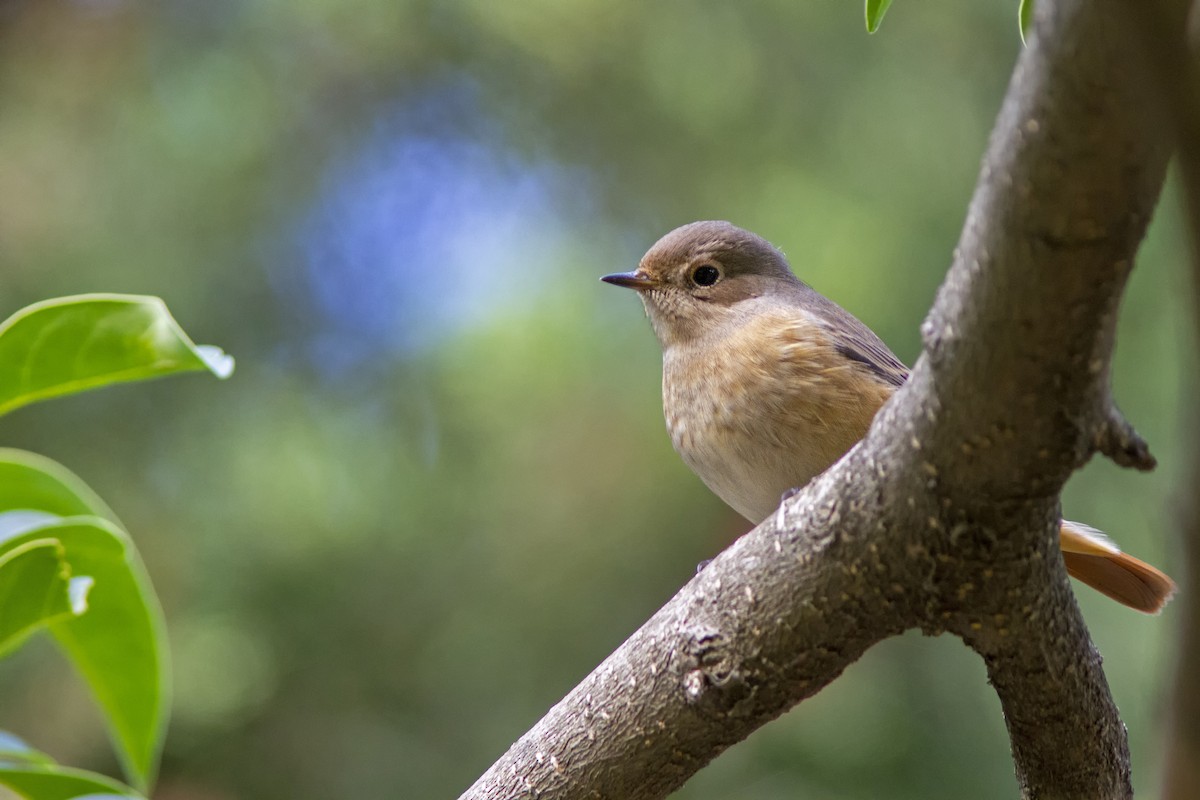 Common Redstart - ML490270491