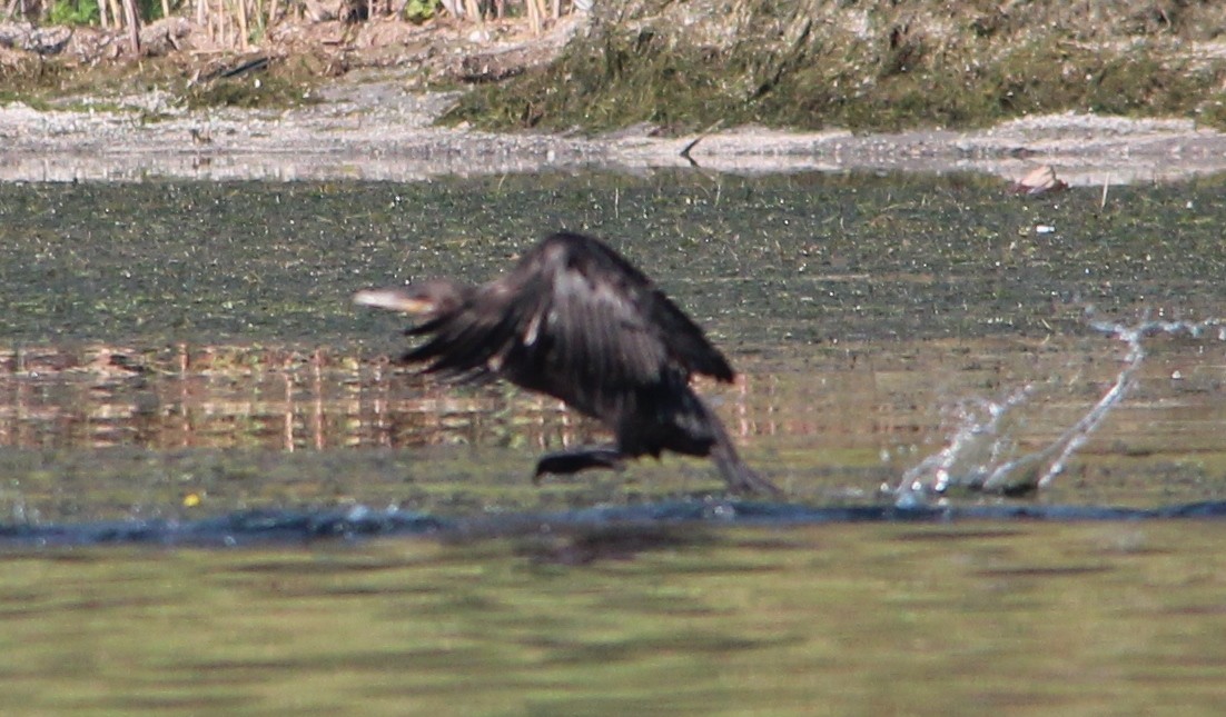 Neotropic Cormorant - Nestor Herrera