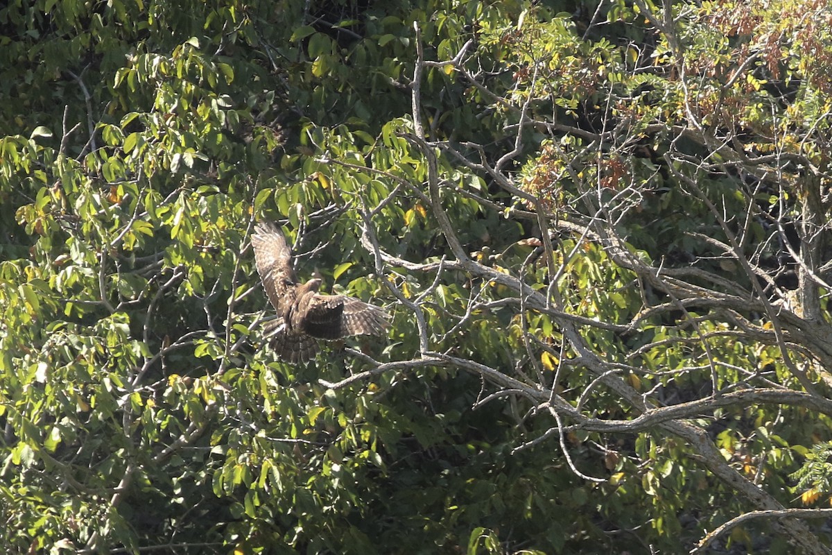 European Honey-buzzard - Will Scott