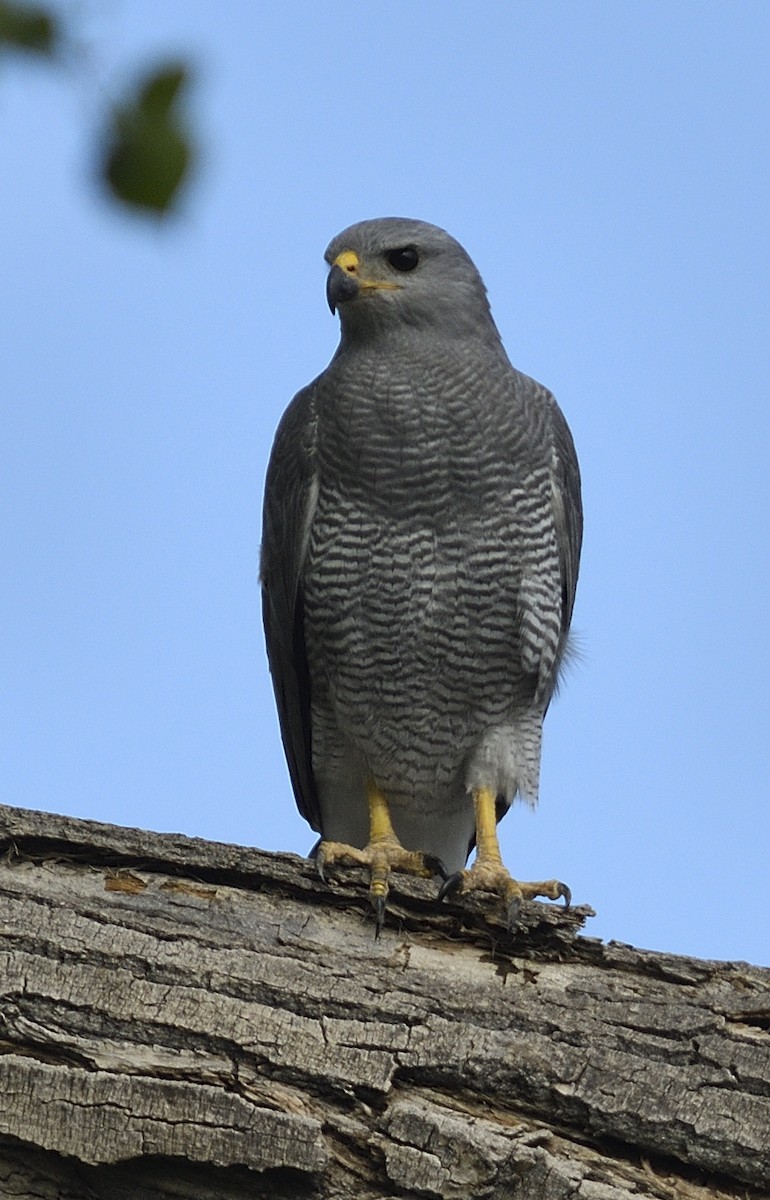 Gray Hawk - ML490272541