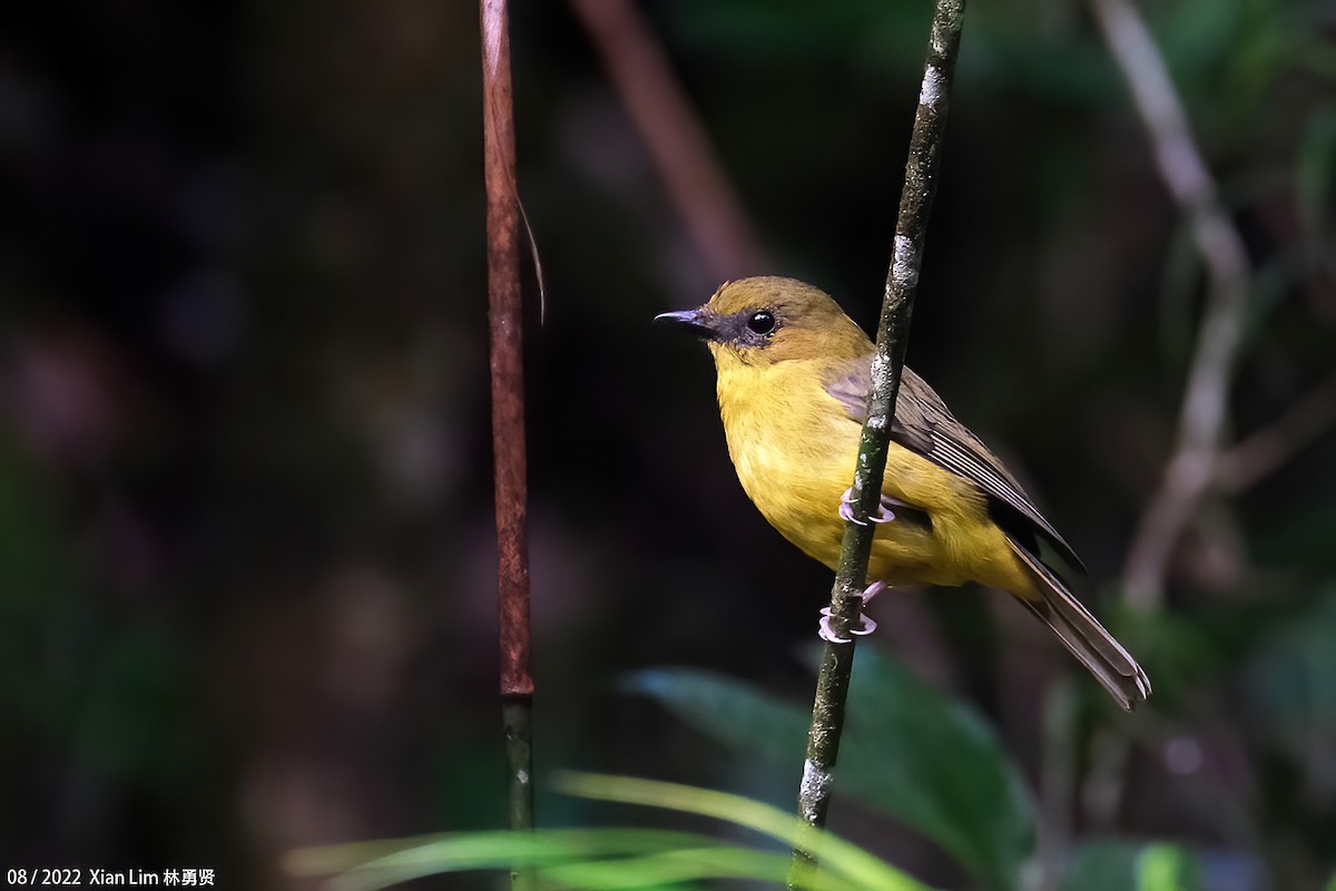 Bornean Whistler - ML490272721