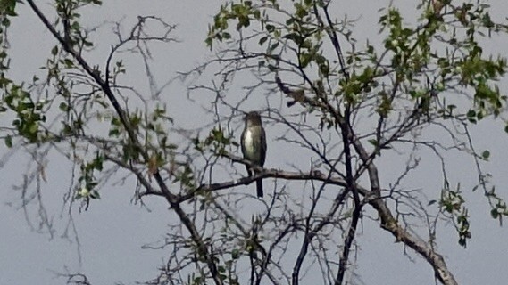 Olive-sided Flycatcher - Jan Ekkers