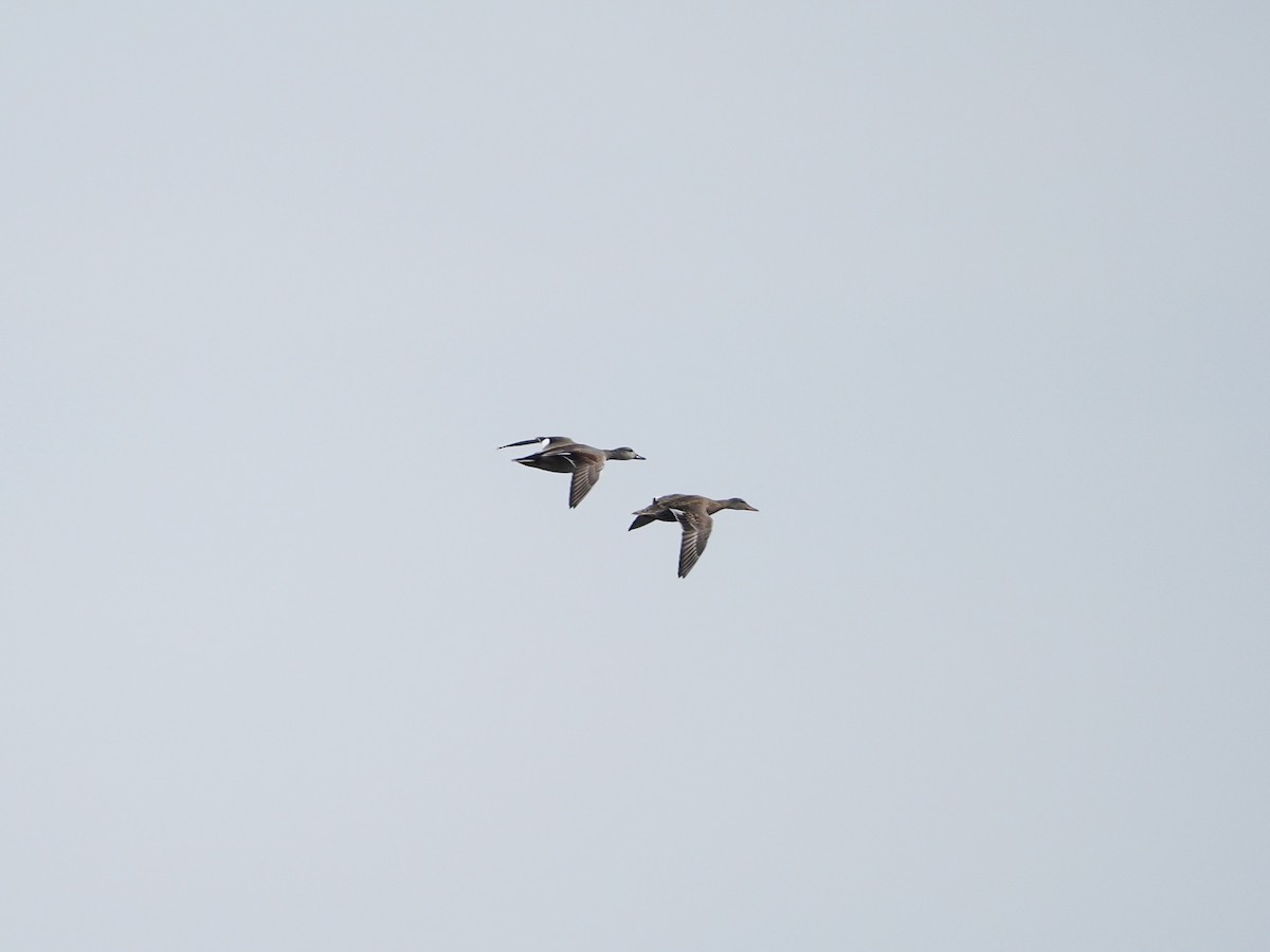 Gadwall - Dmitriy Pashchenko