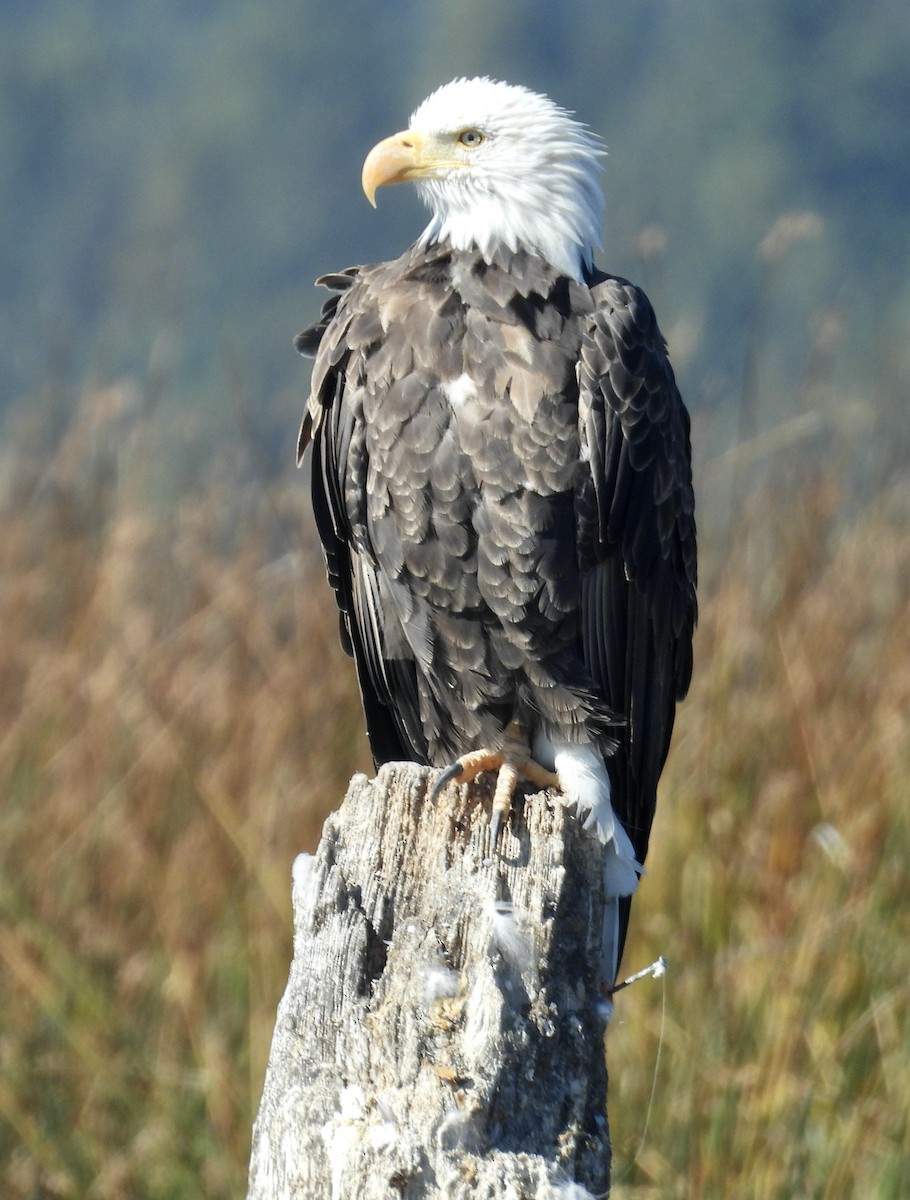 Bald Eagle - ML490276551