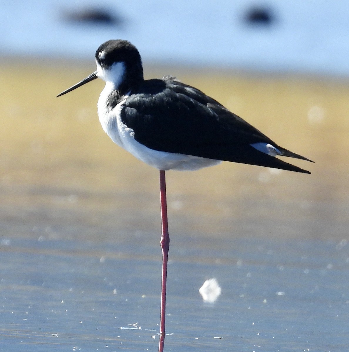 Black-necked Stilt - ML490276601