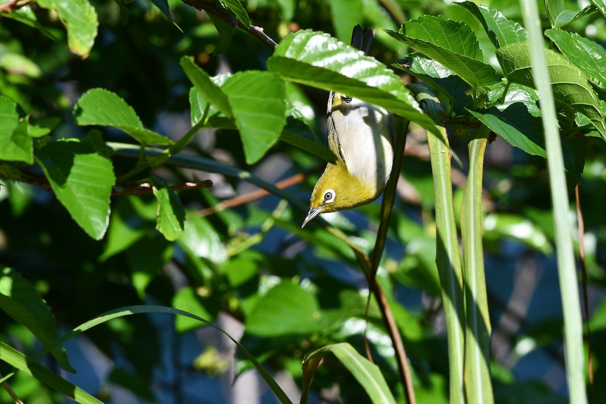 Warbling White-eye - ML490276731